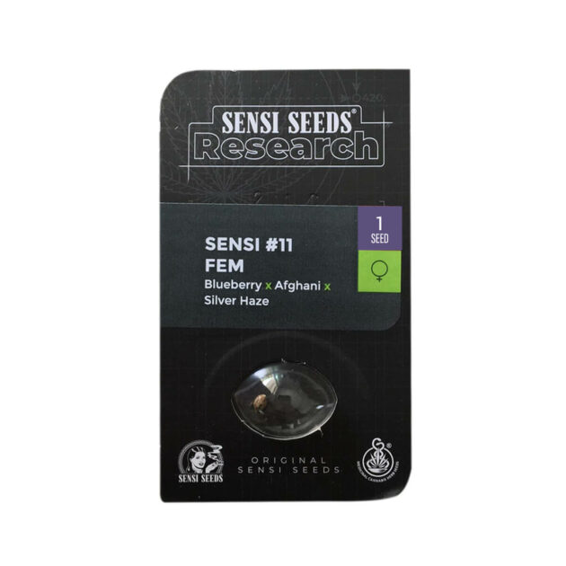 Sensi Seeds 11 Θηλυκοί σπόροι κάνναβης 1 τεμάχιο - Blueberry x Afghani x Silver Haze