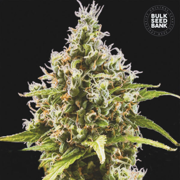 Image of the Cannabis plant derived from feminized Seeds of the autoflowering variety AUTO AMNESIA HAZE