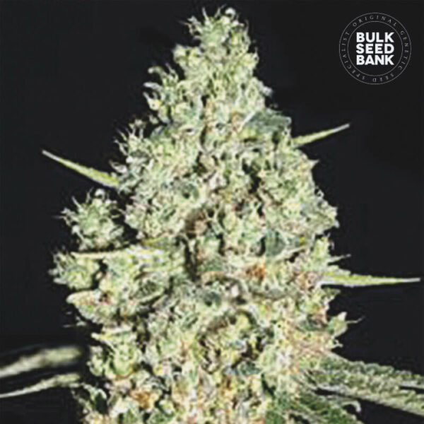 Image of the cannabis plant out of BULK SEED BANK seeds.