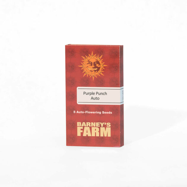 Barneys Farm | Autoflowering Cannabis Seeds - Purple Punch Auto – package - 3pcs
