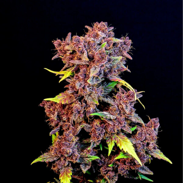 Fast Buds | Autoflowering Cannabis Seeds - Purple Lemonade Auto – photo1 - 3pcs