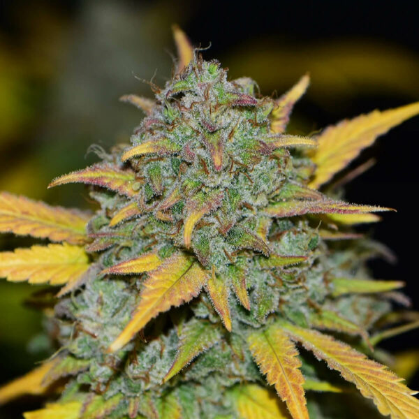 Fast Buds | Autoflowering Cannabis Seeds -  Gelato Auto – flower - 1