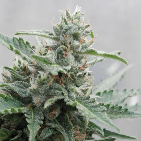 Buddha Seeds | Autoflowering Cannabis Seeds – Deimos Auto – 3pcs - bud photo -2
