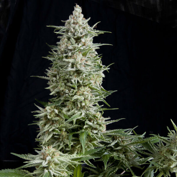 Pyramid Seeds | Autoflowering Cannabis Seeds – Auto Amnesia Gold - Photo of buds - 2