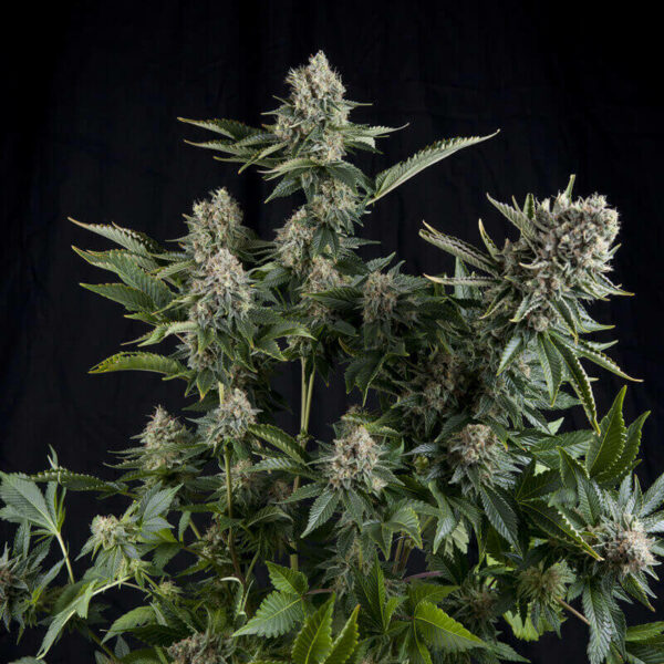 Pyramid Seeds | Autoflowering Cannabis Seeds – Auto White Widow – photo of buds - 2