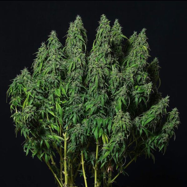Buddha Seeds | Autoflowering Cannabis Seeds – Magnum Auto – 3pcs - bud photo - 2