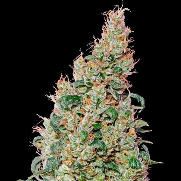 Green House Seeds | Autoflowering Cannabis Seeds – Green O Matic Auto – 3pcs - buds photo - 2