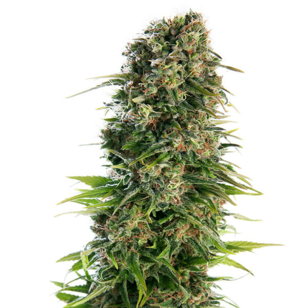 Sensi Seeds | Autoflowering Cannabis Seeds - Hindu Kush Auto - plant photo - 2